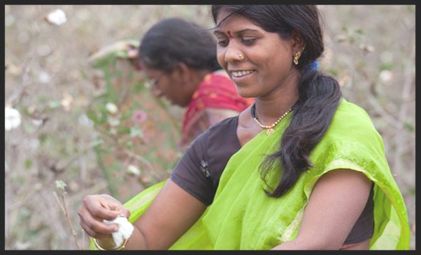 Cotton field working woman